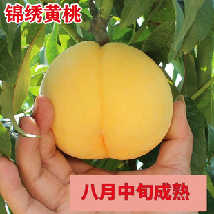 锦绣黄桃树苖桃树果苗嫁接苗黄桃冬桃油桃树果苗南方北方种植桃苗