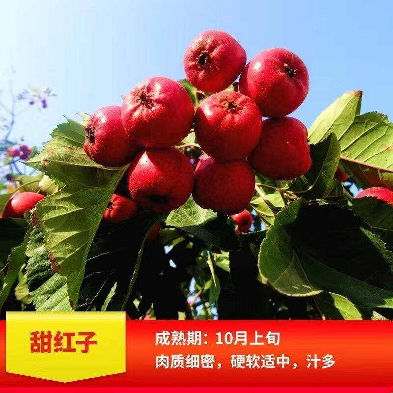 【甜红子山楂树苗】嫁接甜山楂无核山楂果树苗盆栽地栽南北方种植