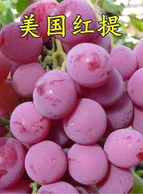 美国红提大果葡萄果树苗盆栽地栽南方北方种植当年结果葡萄果树苗