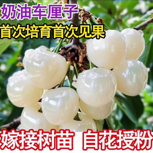 奶油车厘子嫁接樱桃树苗盆栽地栽南北方种植樱桃树苗盆栽地栽树苗