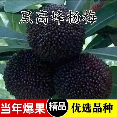 黑高峰杨梅苗嫁接黑炭杨梅东魁杨梅树苖大果杨梅种植盆栽当年结