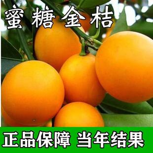 [蜜糖金桔子树苗]砂糖橘子苗无籽果树苗当年结果蜜桔苗南北方种植