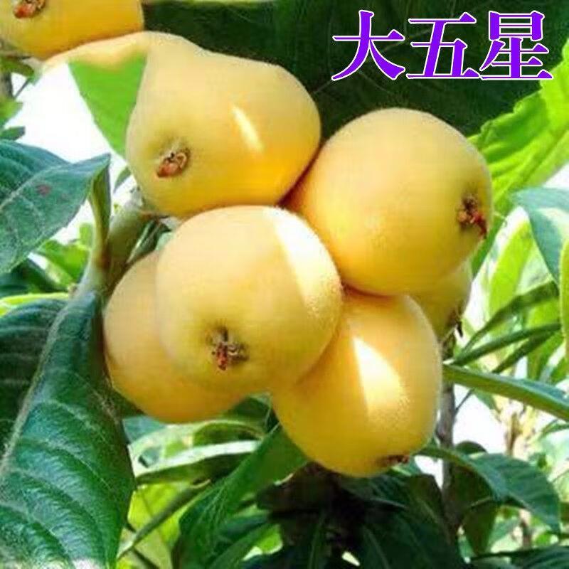 大五星枇杷树苗洞庭白沙无核枇杷树嫁接枇杷苗当年结果南北方种