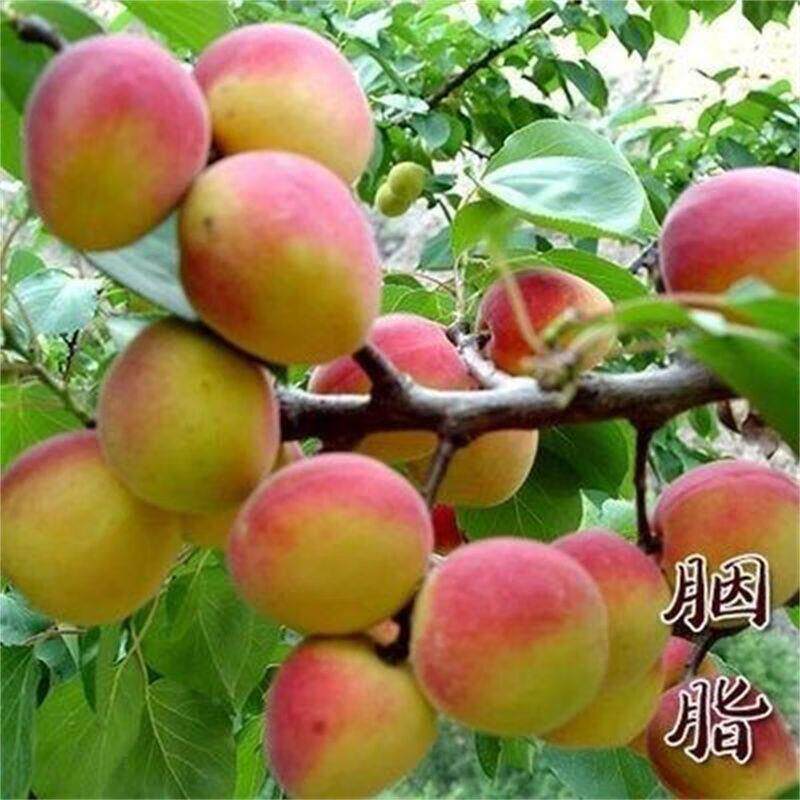 胭脂杏树果苗嫁接杏树苗室内果树苗室内庭院种植南北方种植杏子 - 实物图