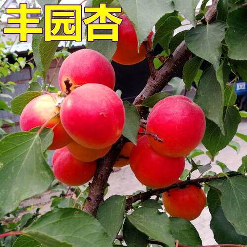 丰园杏树果苗嫁接杏树苗室内果树苗室内庭院种植南北方种植杏子