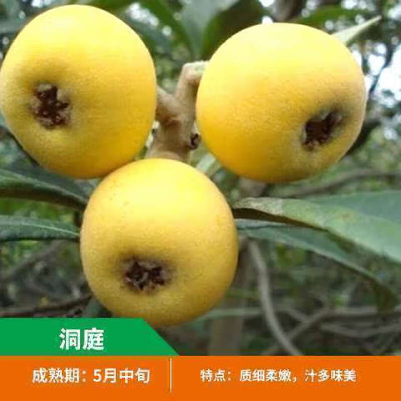 [洞庭枇杷树苗]洞庭白沙无核枇杷树嫁接枇杷苗当年结果南北方种