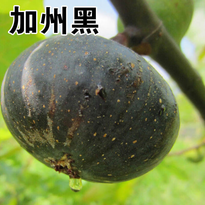 【加州黑无花果树苗】特大无花果苗南北方室内外庭院种植当年结