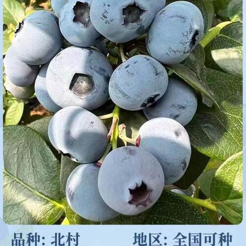【北村蓝莓】盆栽蓝莓果树苗大果蓝莓苗耐寒南方北方室内室外种植