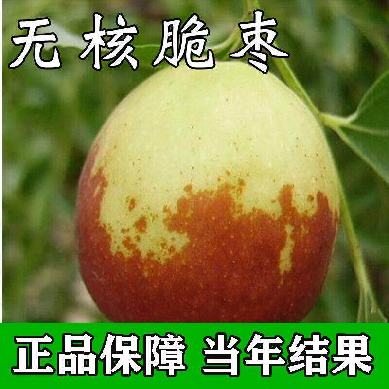 [无核脆枣树苗]沾化冬枣树苗特大枣苗冰糖枣果树苗耐寒南北方种植