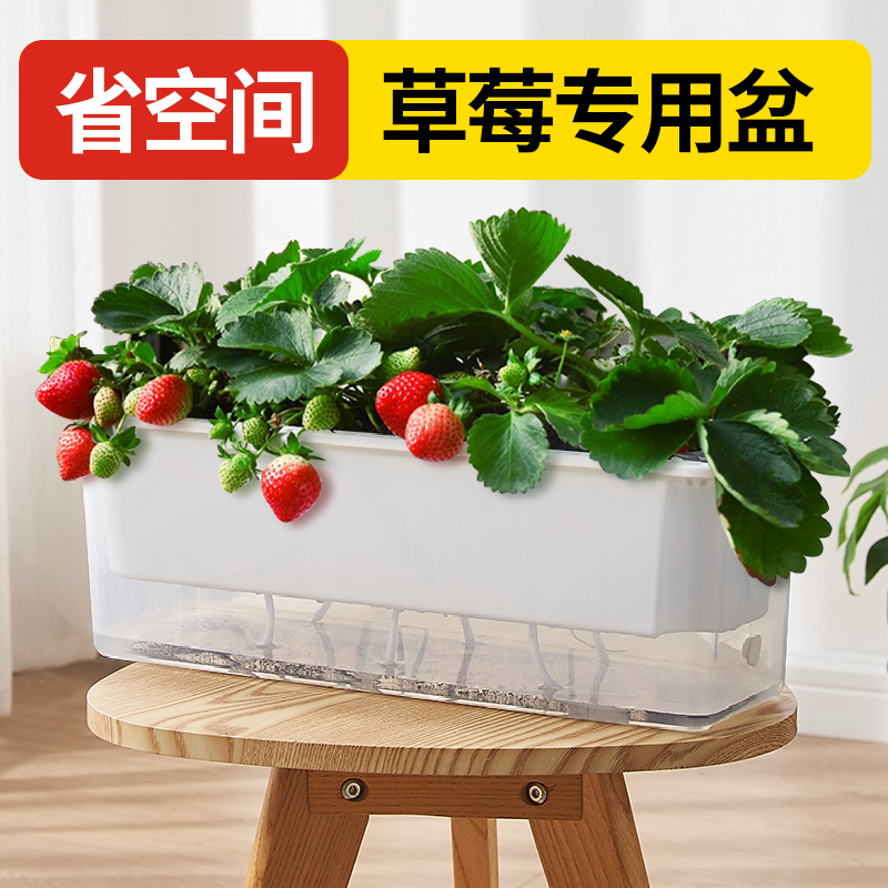 草莓专用盆阳台种菜盆