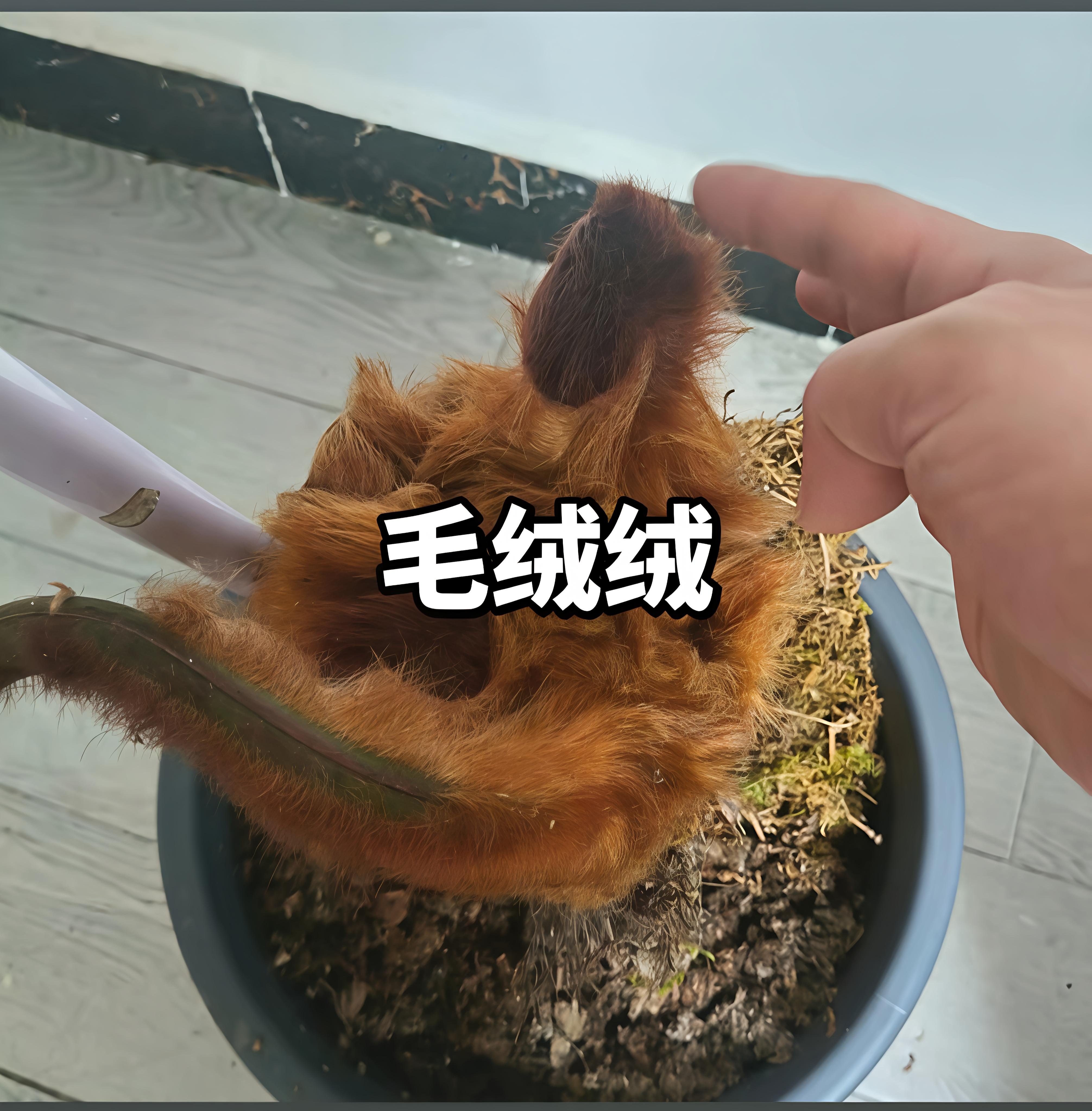 种植金毛狗蕨花园种植庭院绿植