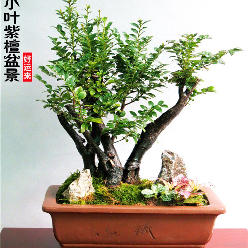 老桩镇宅小叶紫檀盆m景树桩绿植办公室内桌面盆栽客厅大盆景紫檀