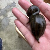 宽体金线蛭网红小宠物吃螺宿舍爬宠观赏不吸血