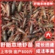 盱眙鲜活小龙虾种苗幼苗虾苗抱卵带籽种虾淡水养殖红壳青苗母虾