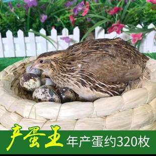 鹌鹑活苗下蛋鸟青年鹌鹑鸟种鸡繁殖宠物鸟鹌鹑活苗阳台养殖鸡包活