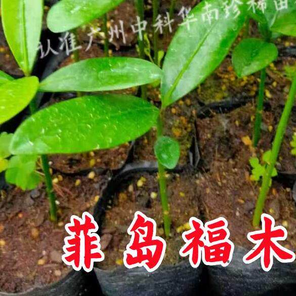 菲岛福木树苗阳台盆栽名贵珍稀苗木四季常青植物台湾福木室内室外