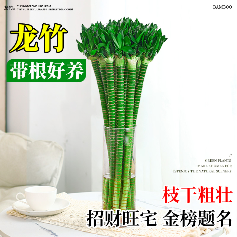 龙竹水培客厅带根好养