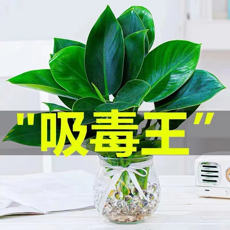 金钻客厅不开花净化空气效果好