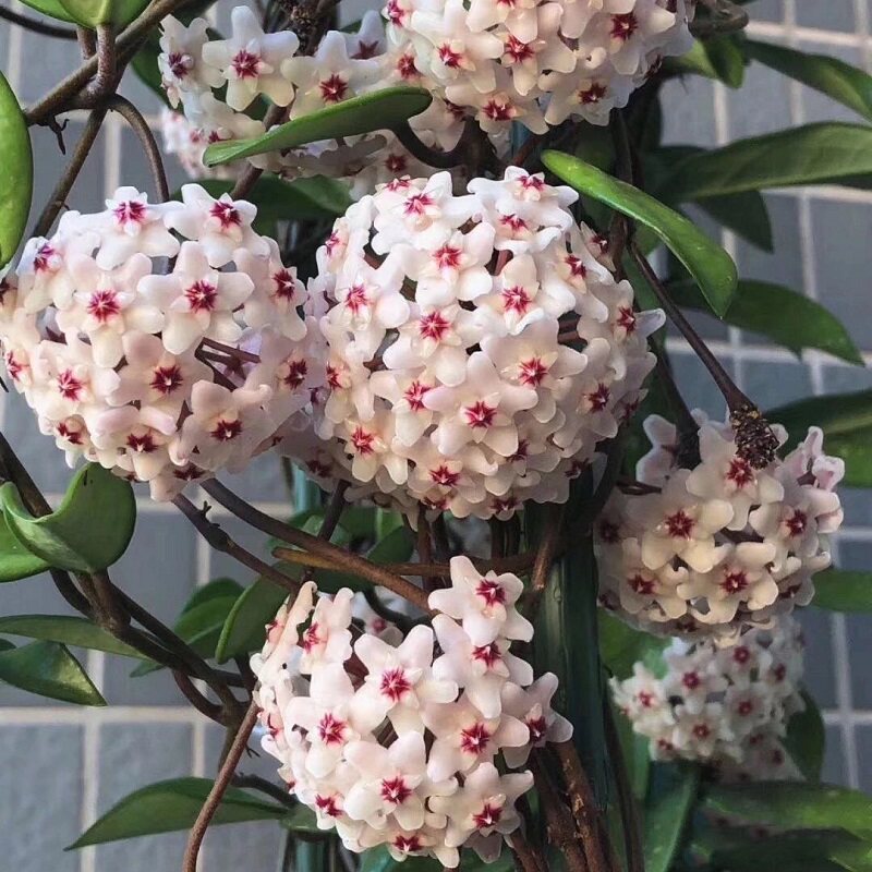 球兰盆栽带花大苗球形花卉包邮室内阳台爬藤花卉吊兰盆栽