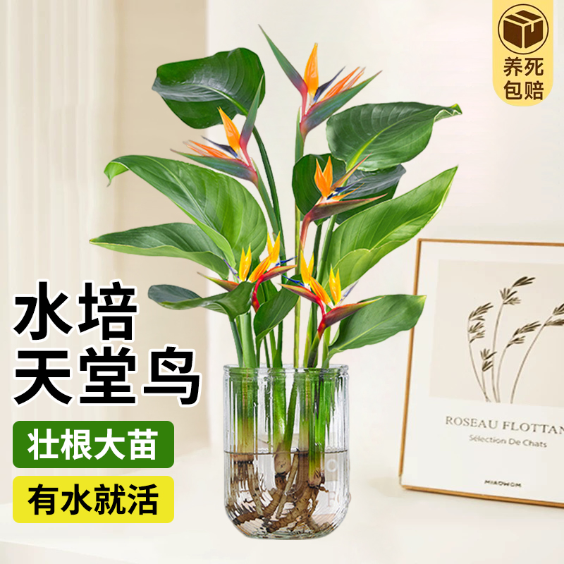 水培天堂鸟植物绿植盆栽