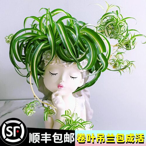 金心卷叶吊兰盆栽绿植