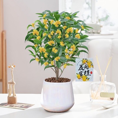 精品四季桂花树苗盆栽矮株金桂