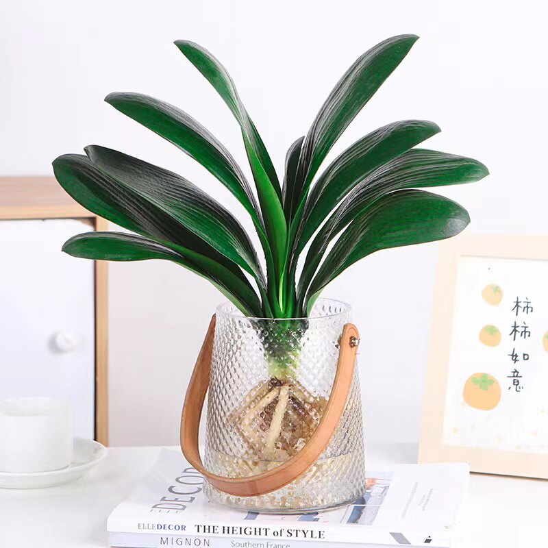 水培植物君子兰盆栽室内桌面花卉植物四季常青水养好养多肉绿植