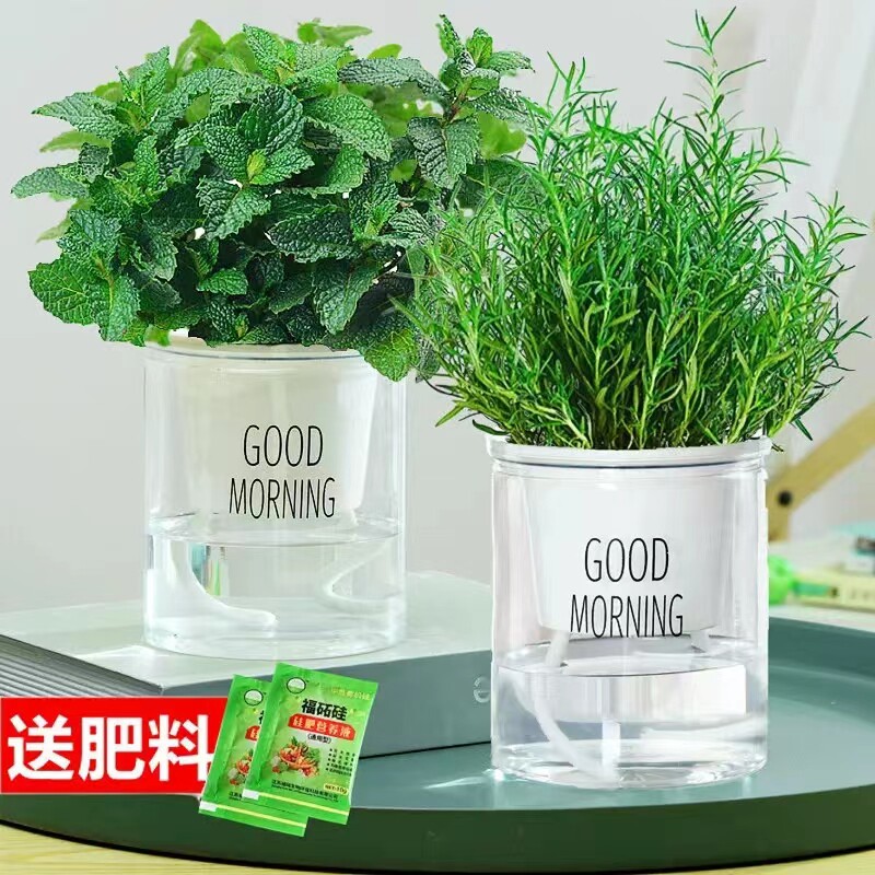 迷迭香苗盆栽可食用驱蚊植物香草薄荷苗水培花卉绿植物室内煎牛排