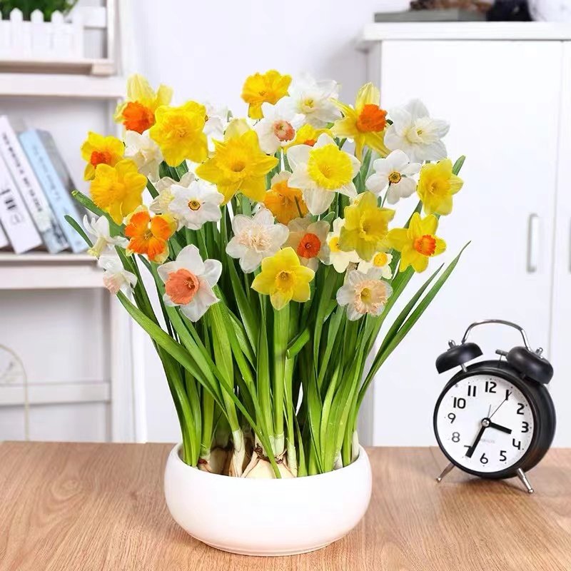 正宗漳州水仙花种球水培桌面冬季花卉室内年宵花盆栽球根大种子,鲜花速递/花卉仿真/绿植园艺,时令草本花卉,淘宝优惠券,粉丝福利购,淘宝优惠卷