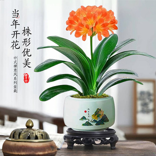 君子兰盆栽带花苞精品名贵国宝级圆头花卉室内外四季好养植物