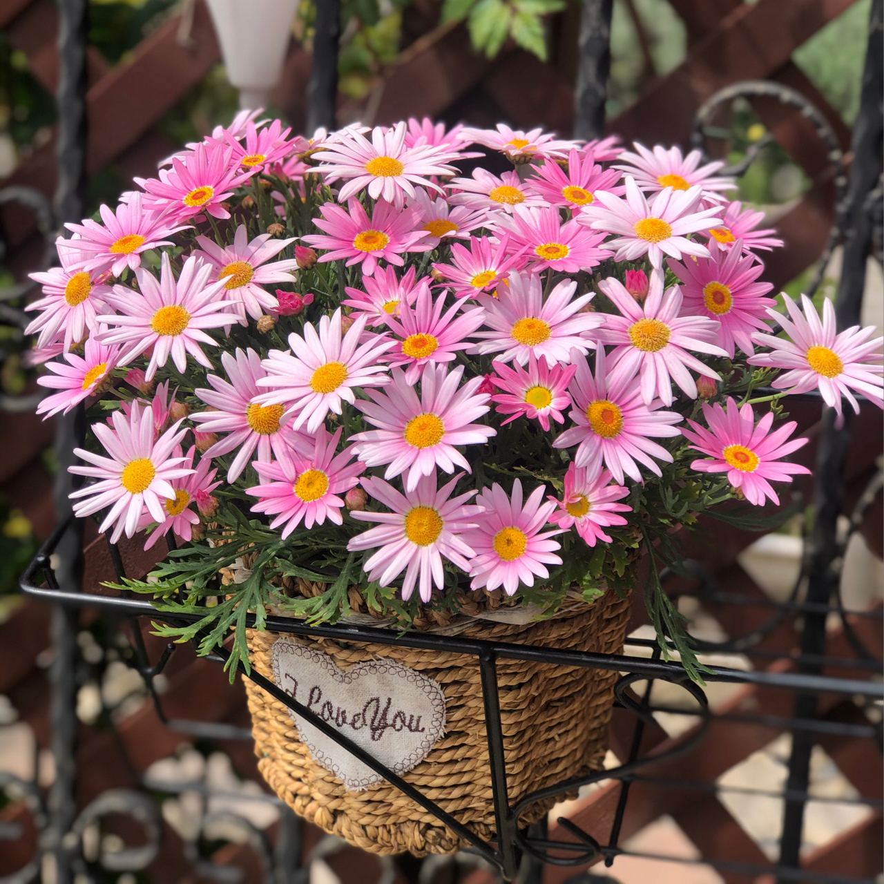 婉芳玛格丽特草本花卉阳台春季