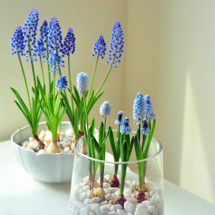 进口葡萄风信子种球土培水培套餐室内耐寒易活多年生盆栽花卉种子