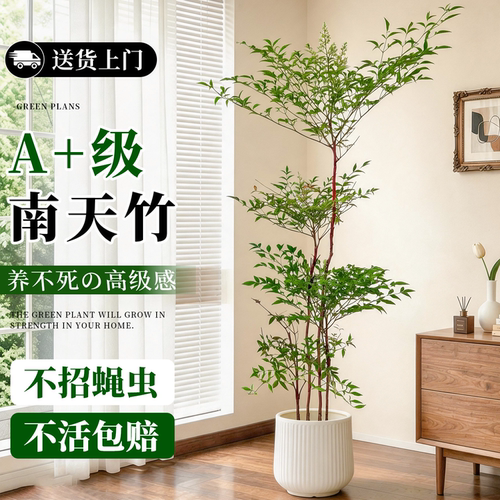 造型南天竹盆栽客厅室内庭院造景大型绿植物办公室内真花耐寒红叶