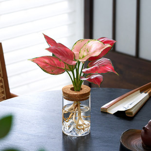 吉利红玛丽安铂金钻油画绿萝水培植物桌面茶台懒人绿植好养办公室