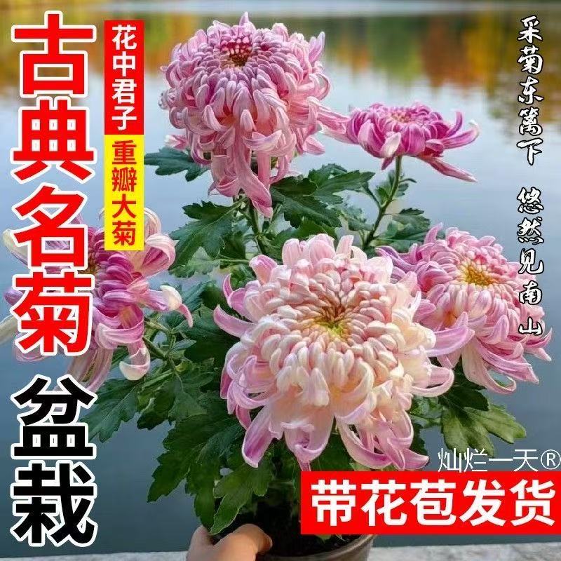 花彩传统大菊花盆栽阳台国菊花苗庭院种植多年生耐热独本菊花期长