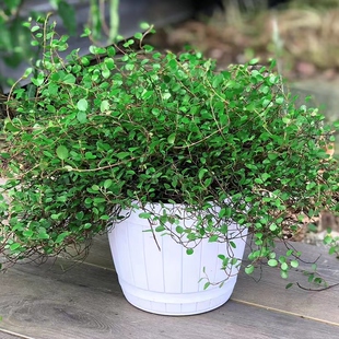 千叶吊兰盆栽观叶植物多年生垂吊餐桌摆件绿植四季常青大盆糕点