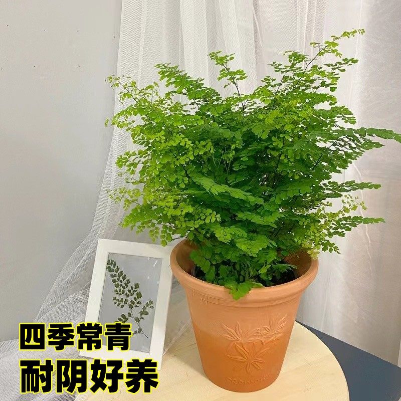 铁线蕨类盆栽室内茶室净化空气垂吊绿植波斯顿办公室桌面植物耐阴