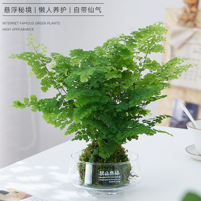 铁线蕨苔藓球水培植物办公室内好养懒人植物蕨类绿植盆栽居家耐阴