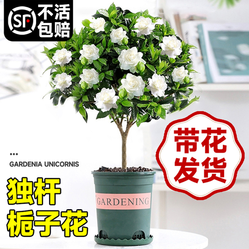 婉芳栀子花木本花卉阳台夏季