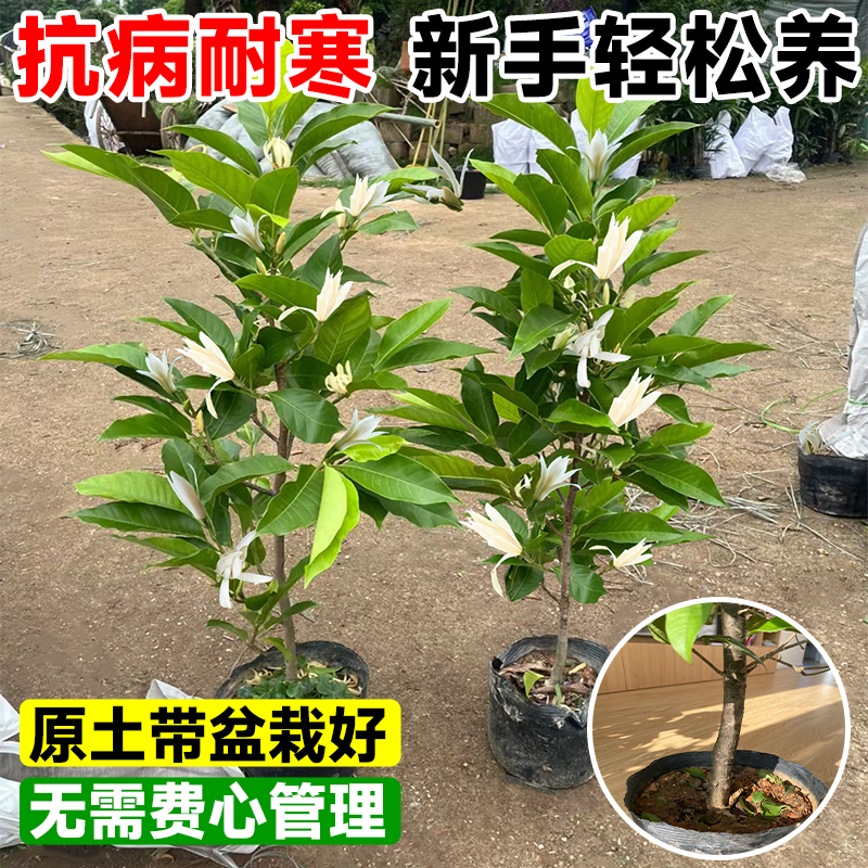 白兰花盆栽带花苞黄角兰玉兰花树苗室内阳台四季好养浓香花卉植物