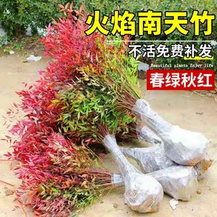 南天竹树苗盆栽绿化工程量大基地火焰植物盆景室外庭院耐寒竹子苗