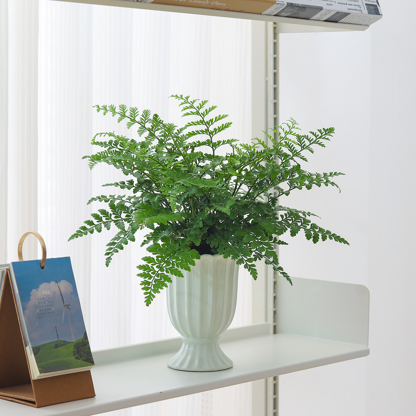 吉姆蕨盆栽室内客厅办公室工位桌面绿植懒人好养花卉盆景送礼盆栽,鲜花速递/花卉仿真/绿植园艺,绿植,淘宝优惠券,粉丝福利购,淘宝优惠卷