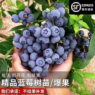 蓝莓树果苗盆栽带花带果地栽庭院果树南方北方种植当年结果蓝莓苗