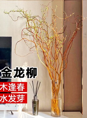 招财黄金龙柳枝条树干装饰室内高级感侘寂风天然真干花摆件插花枝