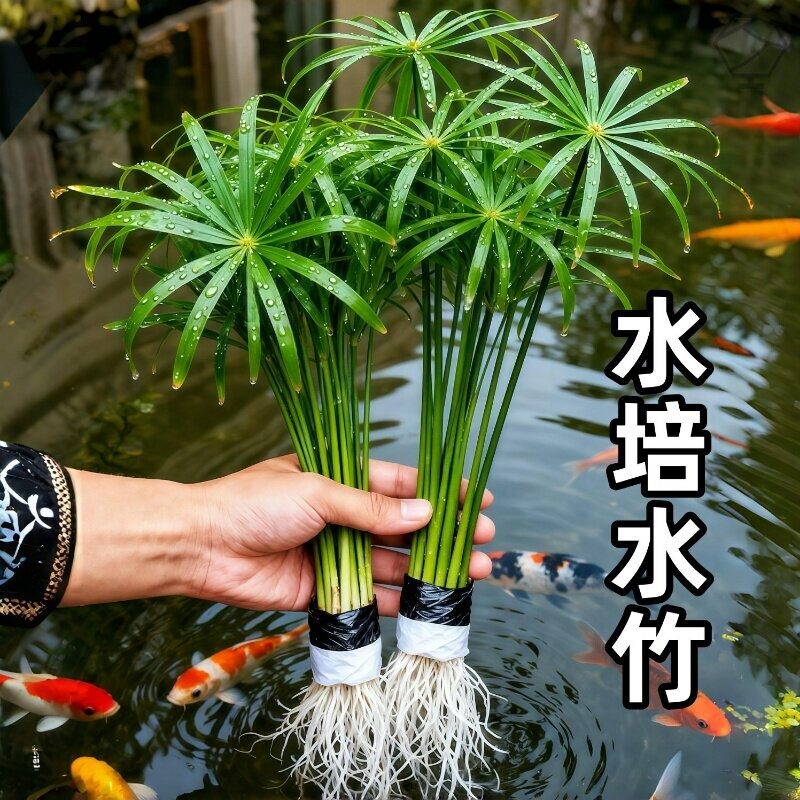 水竹水培植物旱伞草鱼缸造景净化水质水草水生植物鱼池塘龟缸绿植图片