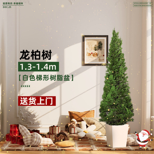 龙柏树苗圣诞树真树松柏树盆栽室内大型绿植物客厅户外庭院好养活