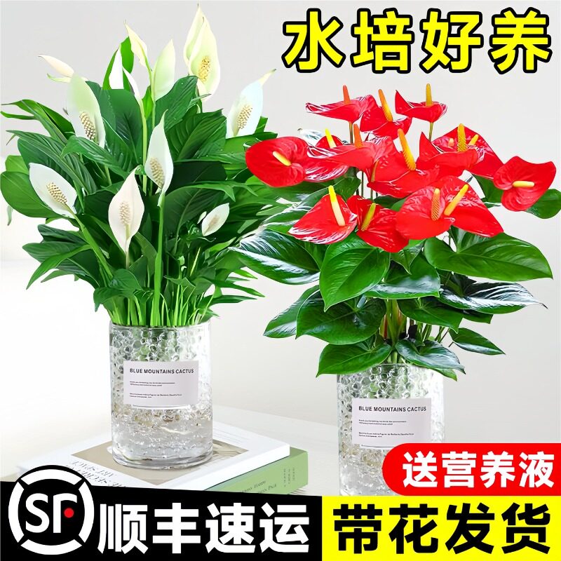 水培红掌大叶大花鸿运当头盆栽过年宵花卉绿植物室内好养一帆风顺图片