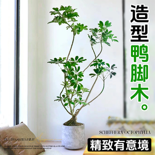 造型鸭脚木室内盆栽鸭掌木净化空气办公室客厅八方来财大型绿植物