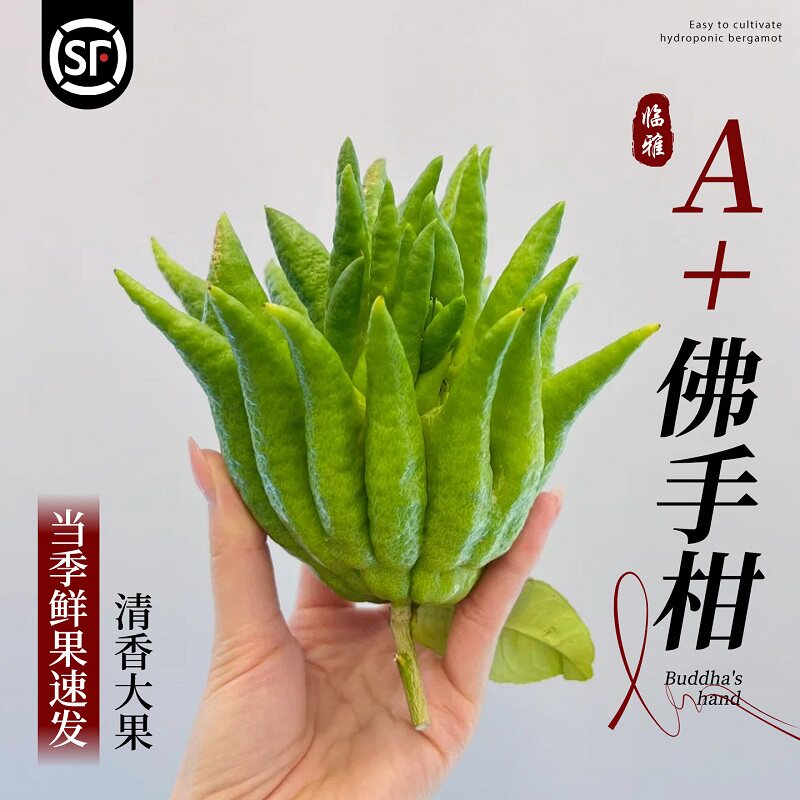 佛手柑鲜果水培植物闻香观赏摆件香薰云南天然水养香橼可食用插花
