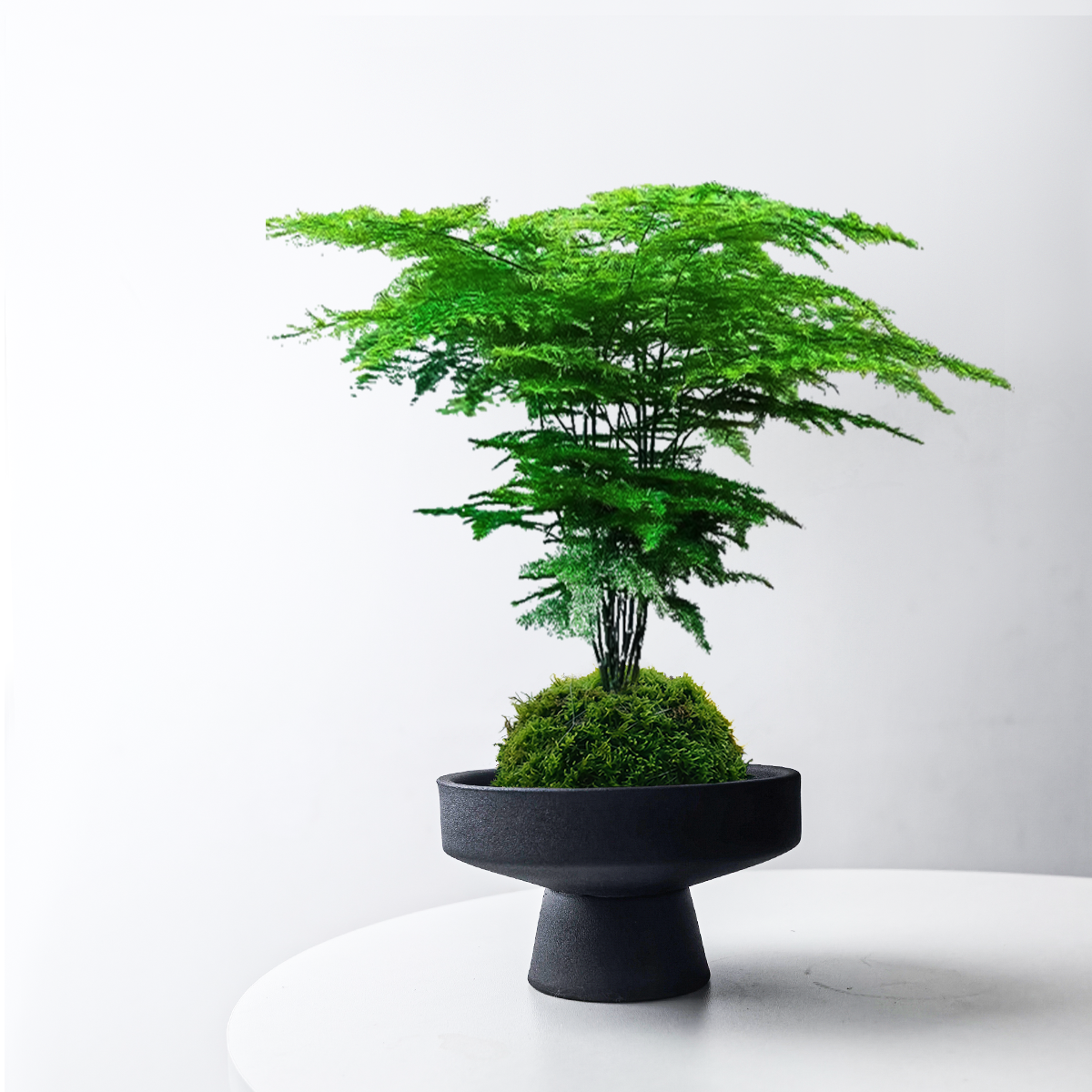 苔藓球文竹盆栽迷你托盘绿植